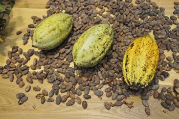 Three cocoa fruits of the cocoa plant sitting on top of cocoa beans.