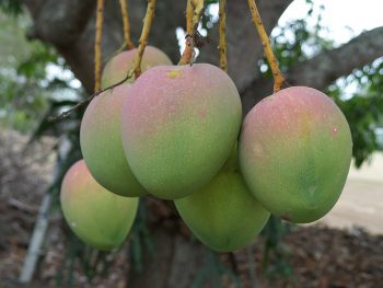 Mangos hanging from a tree.